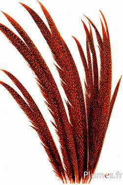 Goldfasan - 55-65 cm - orange